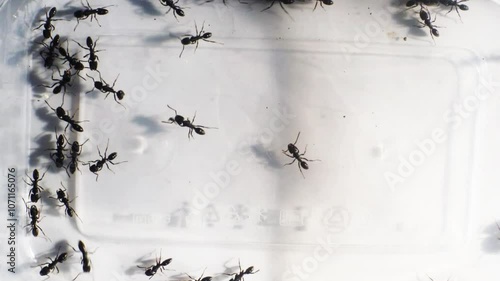 ants on white background