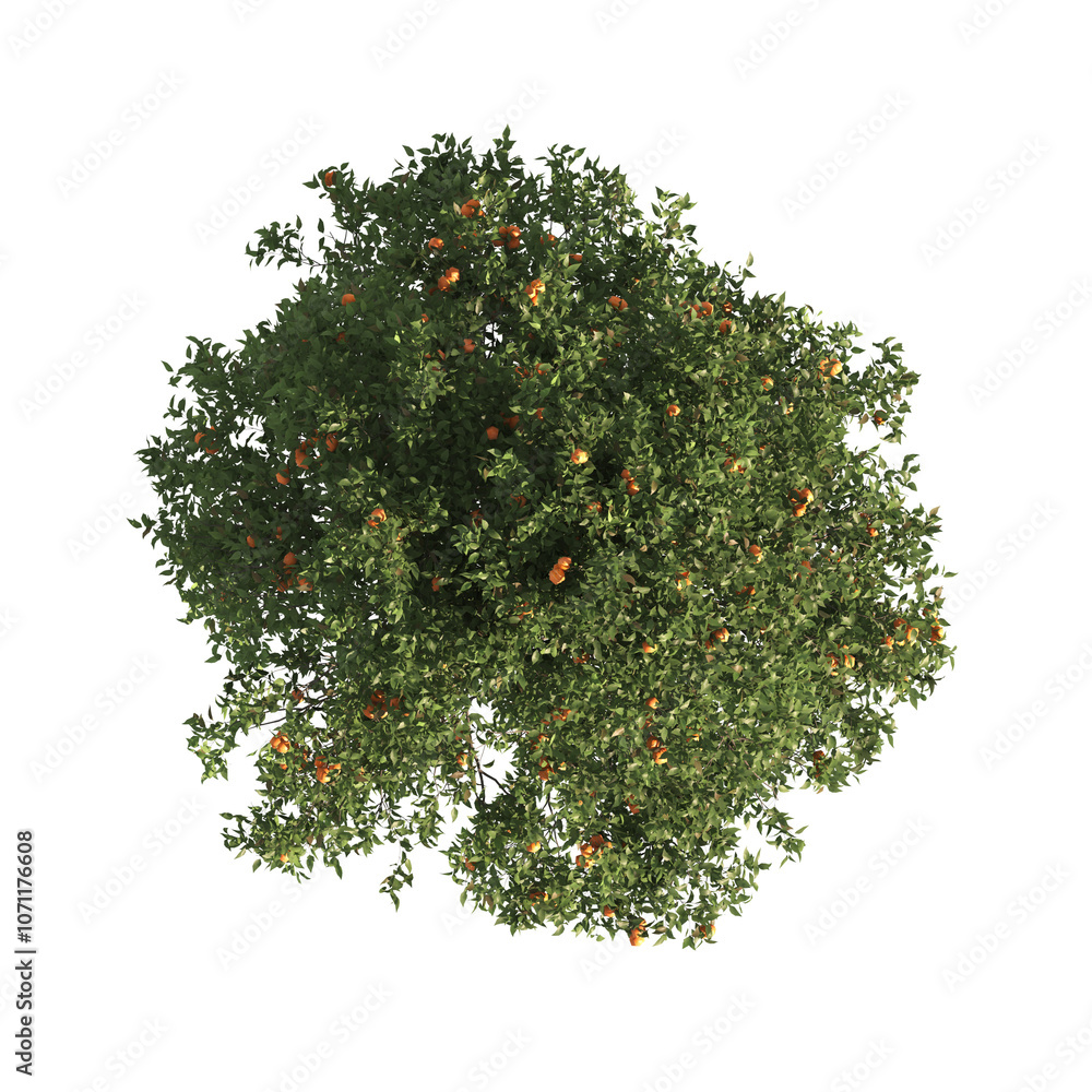 Single Orange Tree isolated on transparent background. big old Orange tree with green leaves. orange stands alone on white background. Isolated orange tree on white background. cutout Orange tree png Single Orange Tree isolated on transparent background. big old Orange tree with green leaves. orange stands alone on white background. Isolated orange tree on white background. cutout Orange tree png