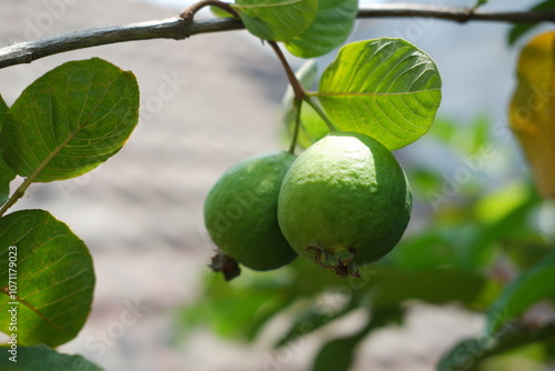 Wallpaper Mural Guava fruit on the tree in the garden with green leaves background Torontodigital.ca