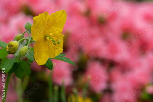 Yellow celandine blooms against a pink background of azaleas photo