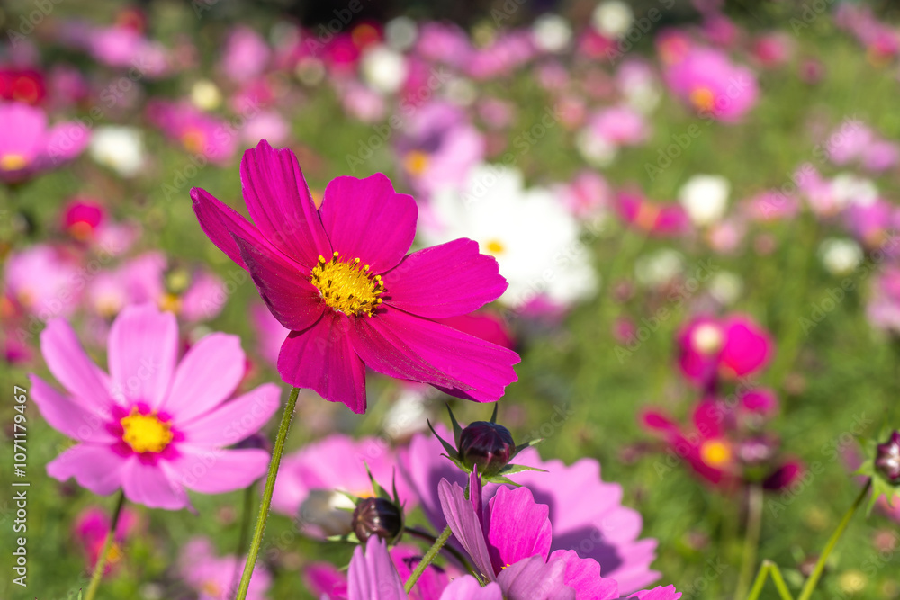 A field of cosmos flowers blooming in red, pink and white A field of cosmos flowers blooming in red, pink and white