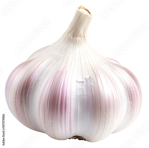 A single garlic bulb with a purple stripe.