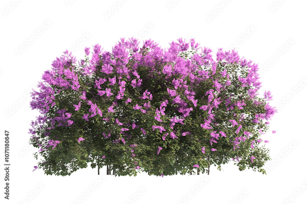 flower bush isolated on transparent background. Single Tropical plant purple flower fence bush green shrub tree transparent on white background. purple flower bush with green leaves png. flower bush isolated on transparent background. Single Tropical plant purple flower fence bush green shrub tree transparent on white background. purple flower bush with green leaves png.