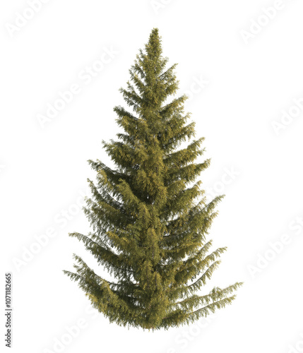 Spruce tree isolated on transparent background. single Conifer tree isolated on transparent background. Fir tree isolated transparent background. Pine tree transparent png. spruce tree transparent png