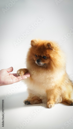 Fluffy brown Pomeranian dog is giving the owner a paw during training in exchange of treat. The dog is on white background. Dog training and trainer concept.