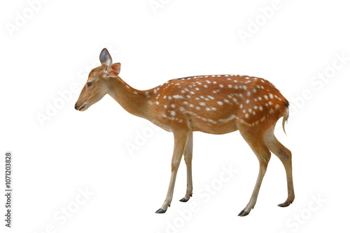 Obraz na plátně Spotted deer isolated on transparent background png file