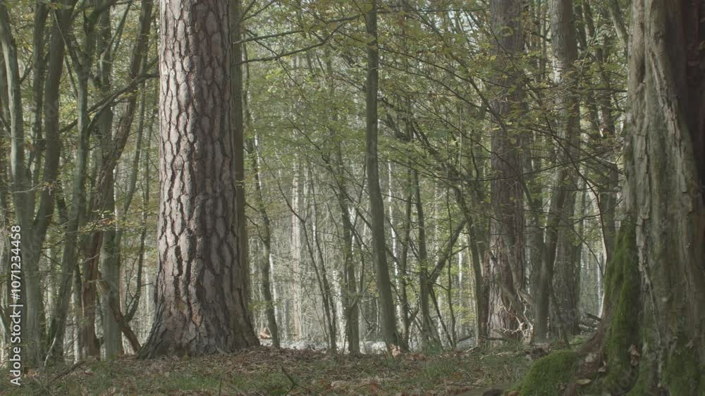 Nature Is Cool series forest in autumn Nature Is Cool series forest in autumn