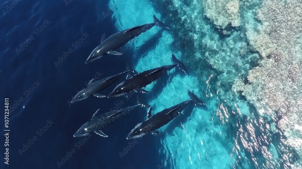 Fototapeta premium Majestic Whales Swimming Above Coral Reef