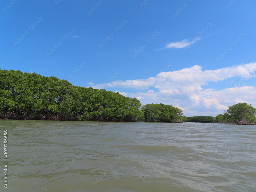 mangrove plants in coastal habitat mangrove plants in coastal habitat