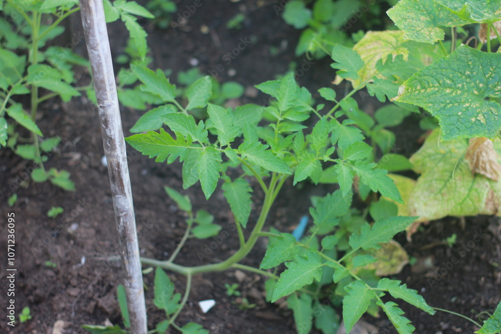 vegetables that thrive when planted in the rainy season vegetables that thrive when planted in the rainy season