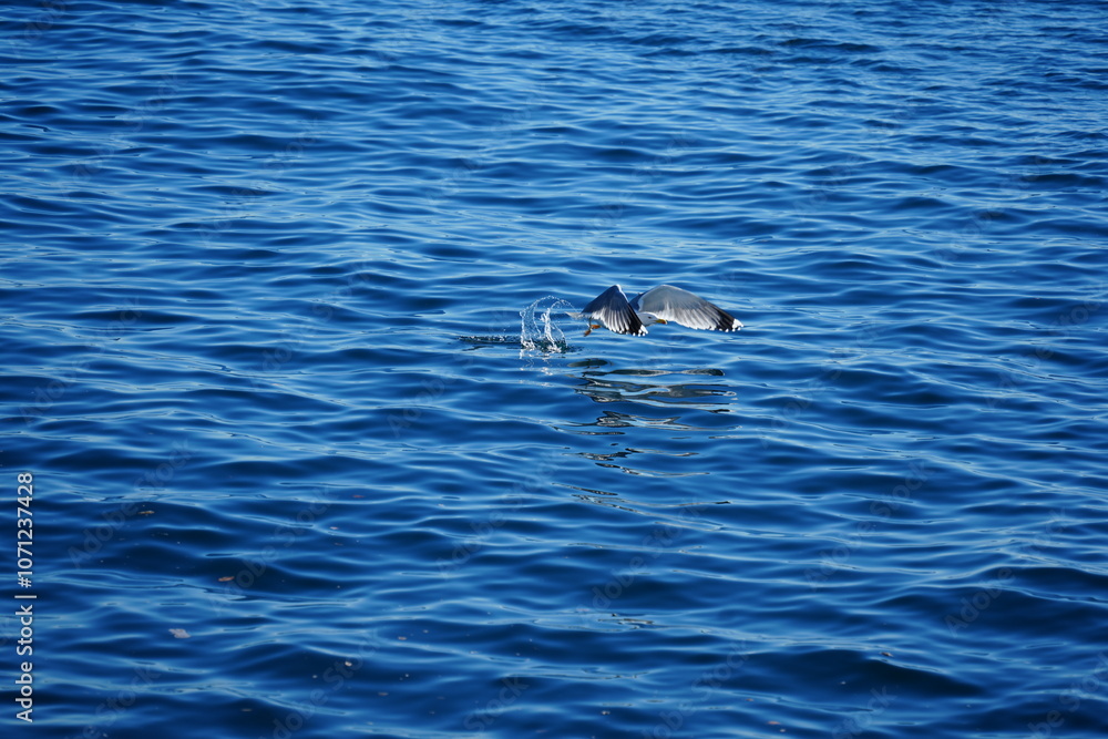 Naklejka premium Aves en Mar Mediterráneo