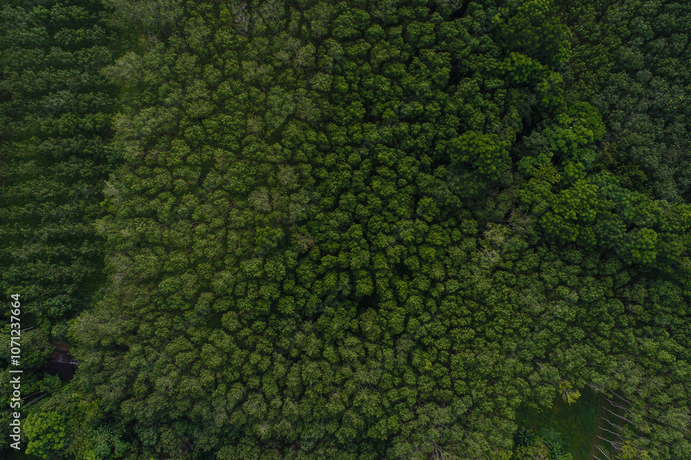 Aerial view green tropical rainforest ecology system background Aerial view green tropical rainforest ecology system background