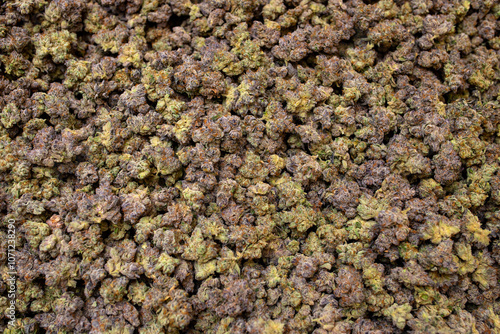 large amount of trimmed cannabis