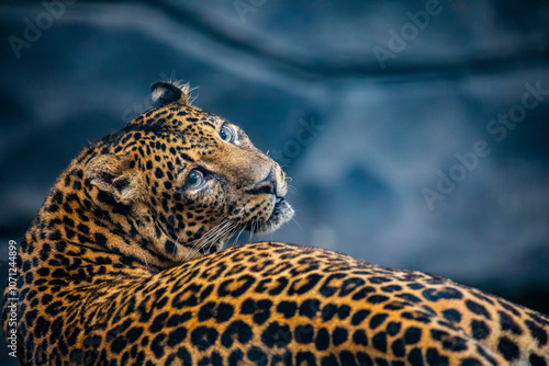 the closeup image of a  Javan leopard (Panthera pardus melas).
It is a leopard subspecies confined to the Indonesian island of Java. It has been listed as Endangered.  photo