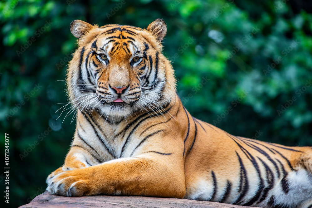 Fototapeta premium the closeup image of Siberian tiger (Panthera tigris altaica), native to the Russian Far East, Northeast China. It is reddish-rusty, or rusty-yellow in colour, with narrow black transverse stripes. 