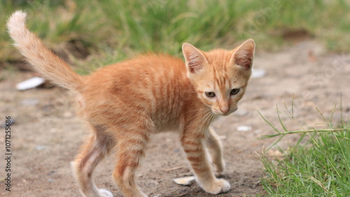 Canvas Print cats playing in the wild