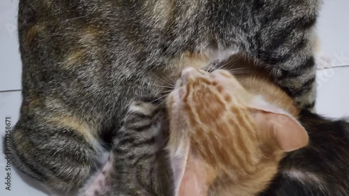 Three kittens are suckling from their mother