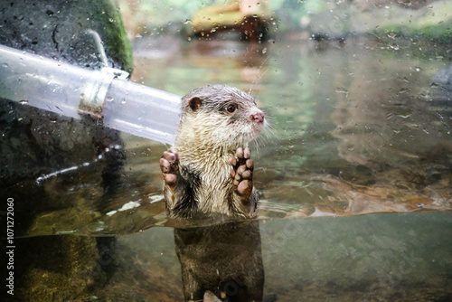 small-clawed otter touching the glass looking to the left with half of the body in the pool water with a plastic tunnel on the left taken in the zoo photo