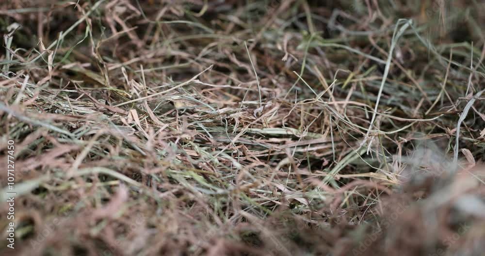 hay from dried and dehydrated grass for feeding rodents and small animals, a pile of green straw for long-term storage hay from dried and dehydrated grass for feeding rodents and small animals, a pile of green straw for long-term storage