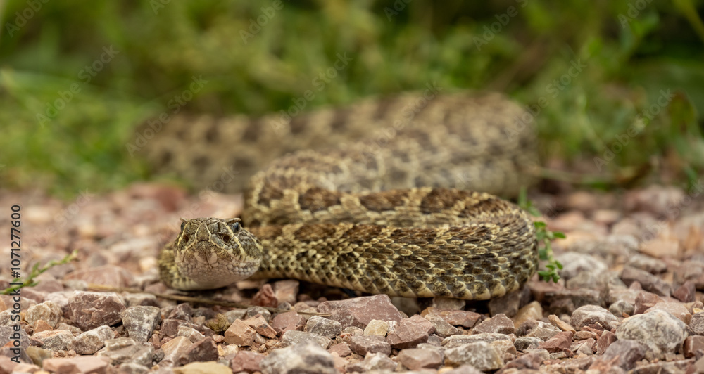 Ground Level View of Rattle Snake On Gravel Ground Level View of Rattle Snake On Gravel