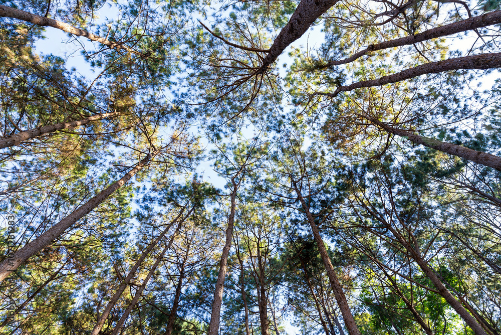 Fototapeta premium Bottom-up view green pine forest. Natural carbon sink fight climate change. Sustainability in carbon-neutral ecosystems. Green and sustainable environment.