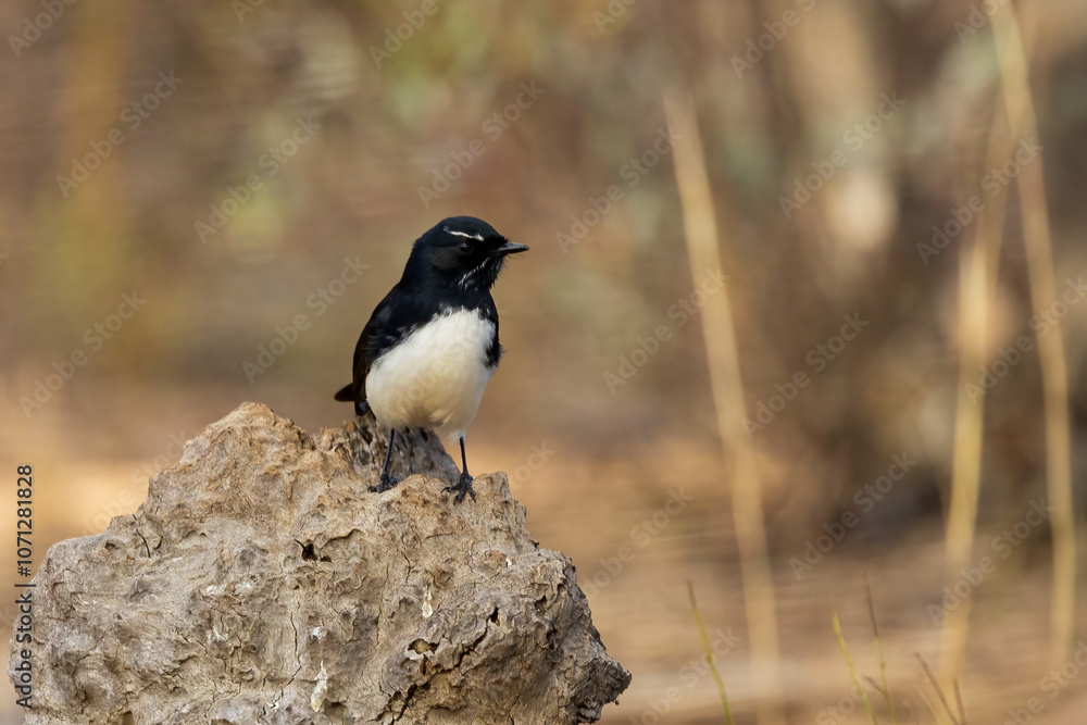 The Willie Wagtail (Rhipidura leucophrys) is a small, active bird with a glossy black upper body, white underparts, and a long, fanned tail that it frequently wags. The Willie Wagtail (Rhipidura leucophrys) is a small, active bird with a glossy black upper body, white underparts, and a long, fanned tail that it frequently wags.