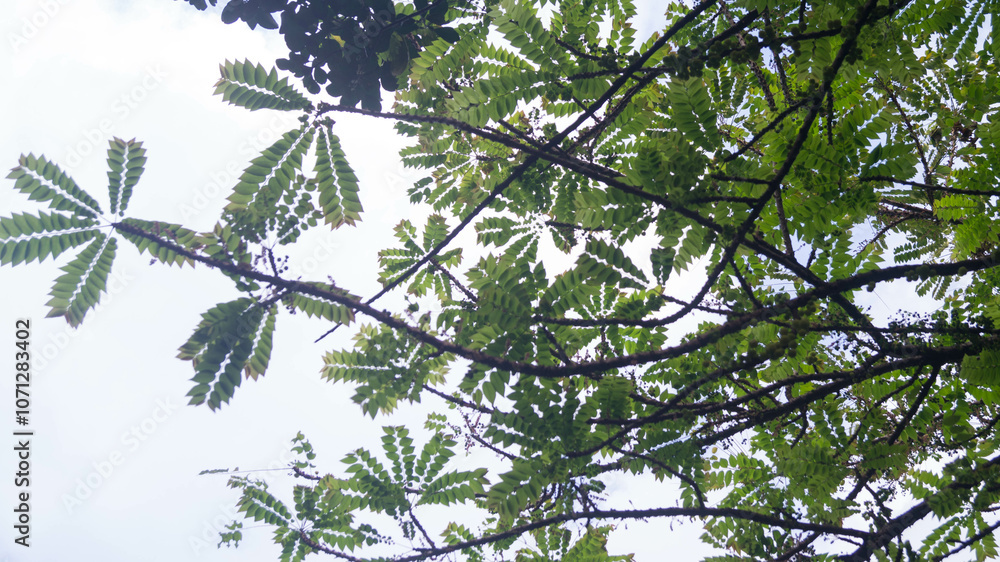 A photograph of Albizia adianthifolia tree. A photograph of Albizia adianthifolia tree.