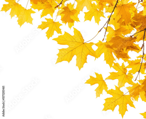 Golden autumn leaves