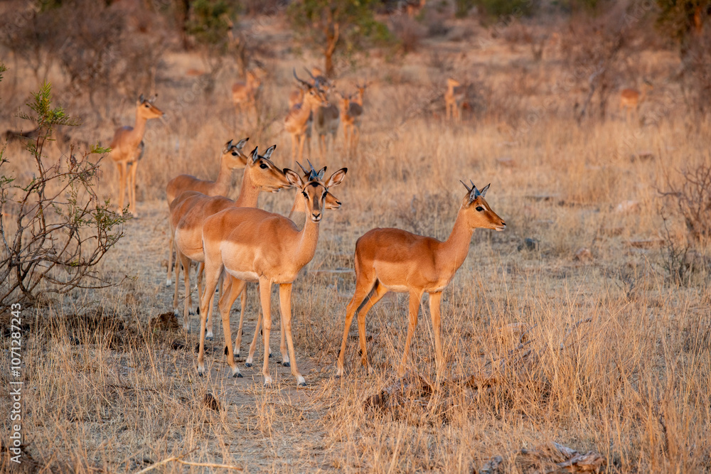 The impala or rooibok (Aepyceros melampus) is a medium-sized antelope found in eastern and southern Africa. The impala or rooibok (Aepyceros melampus) is a medium-sized antelope found in eastern and southern Africa.