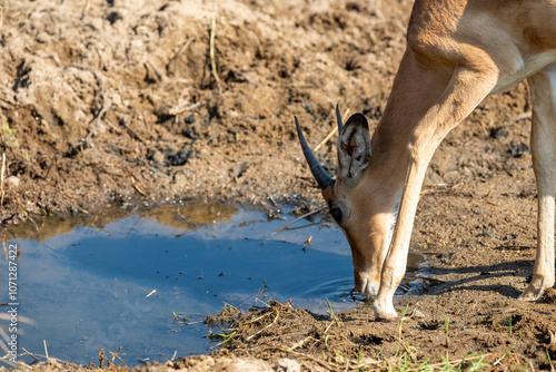 The impala or rooibok (Aepyceros melampus) is a medium-sized antelope found in eastern and southern Africa. photo