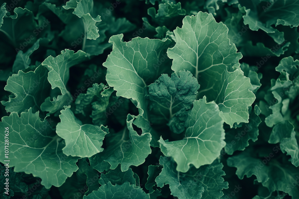 Top view of green leafy vegetables Top view of green leafy vegetables