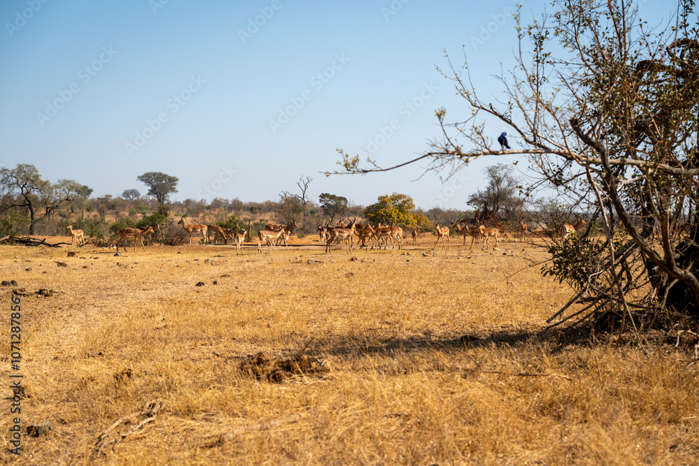 The impala or rooibok (Aepyceros melampus) is a medium-sized antelope found in eastern and southern Africa.
