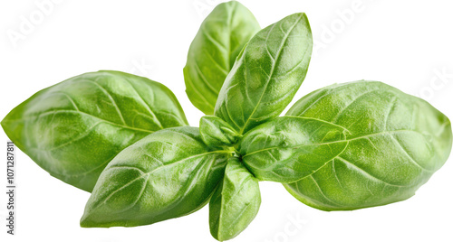 Fresh basil leaves