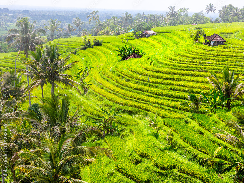 Rice fields in South east asia. Green rice fields at the beginning of harvest. Aerial view of the rice fields. Rice fields in South east asia. Green rice fields at the beginning of harvest. Aerial view of the rice fields.