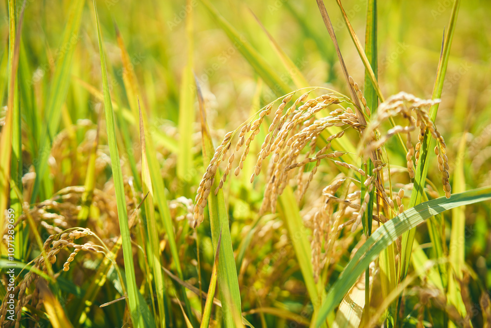 収穫間近の稲