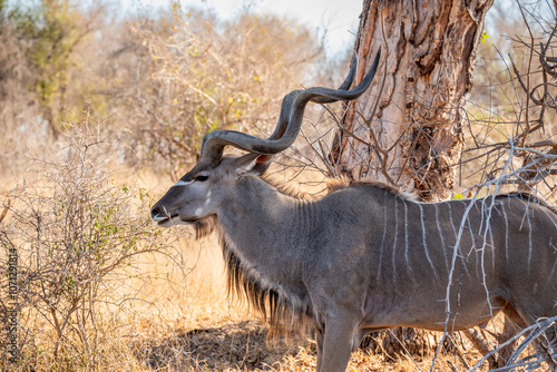 The greater kudu (Tragelaphus strepsiceros) is a large woodland antelope, found throughout eastern and southern Africa.  photo