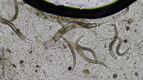 worms under the microscope in a laboratory