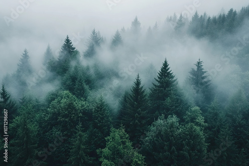 Aerial drone forest survey photograph, top down bird's eye view, woodland trees background, surveying landscape trees