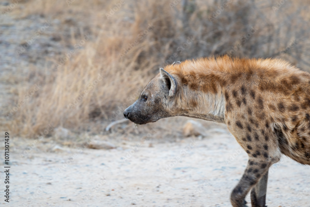 The spotted hyena is a highly successful animal, being the most common large carnivore in Africa. Its success is due in part to its adaptability and opportunism; it is primarily a hunter but may also The spotted hyena is a highly successful animal, being the most common large carnivore in Africa. Its success is due in part to its adaptability and opportunism; it is primarily a hunter but may also
