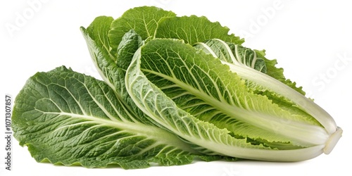 Leafy Greens A of romaine lettuce with crisp ribbed leaves fanning out displaying rich s that highlight the leafy structure in rich shades of green. photo