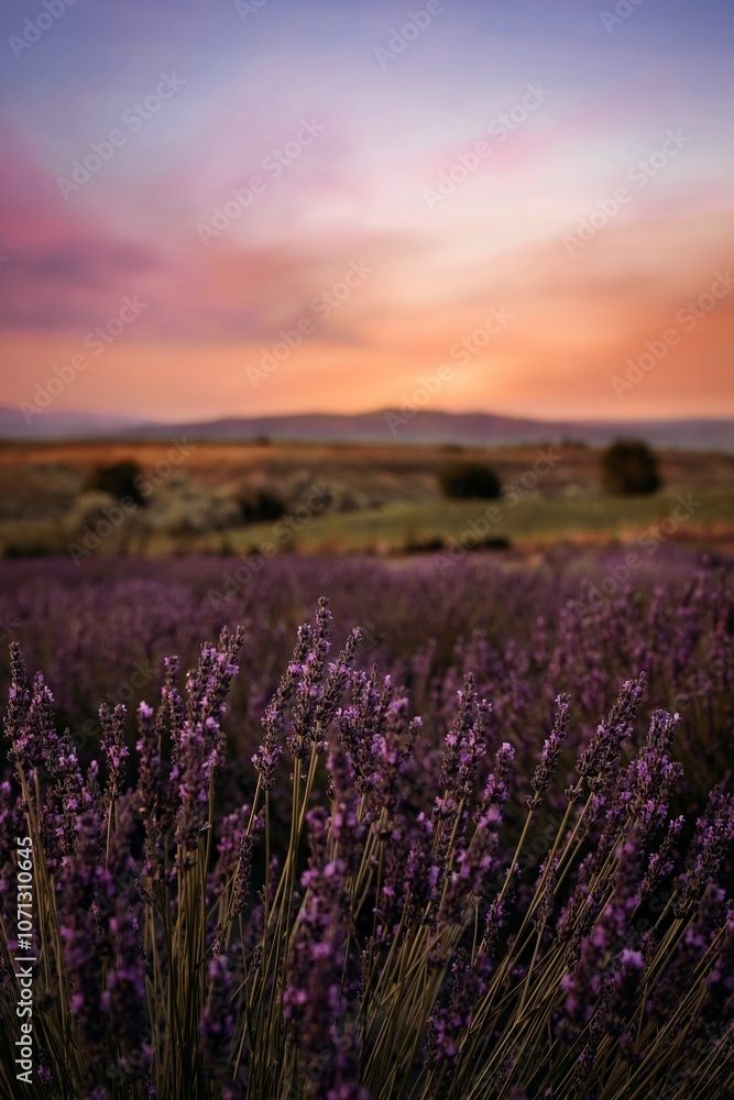 Naklejka premium Lavender Field Bumblebee