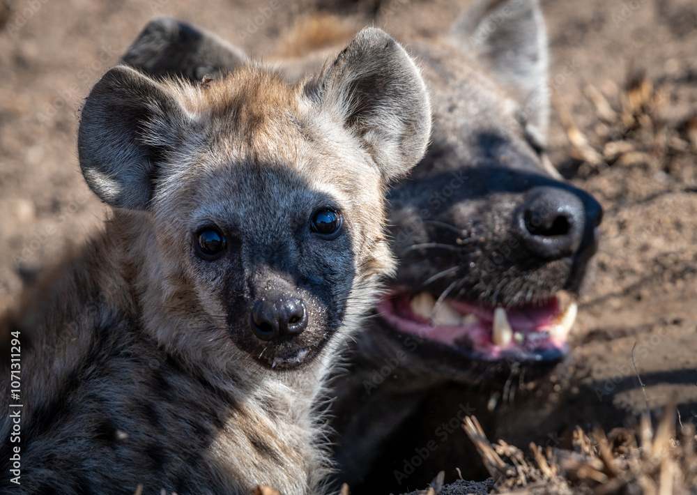 The spotted hyena is a highly successful animal, being the most common large carnivore in Africa. Its success is due in part to its adaptability and opportunism; it is primarily a hunter but may also The spotted hyena is a highly successful animal, being the most common large carnivore in Africa. Its success is due in part to its adaptability and opportunism; it is primarily a hunter but may also