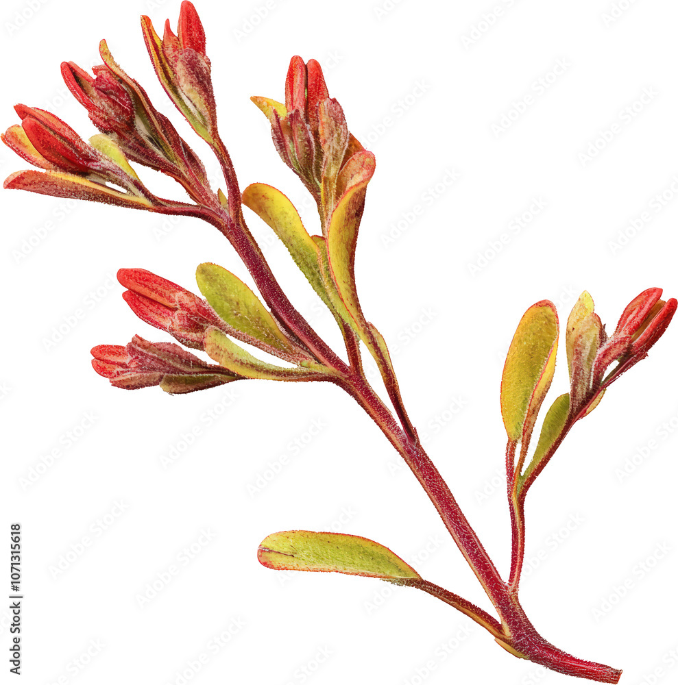 Obraz premium Red flower buds on stem