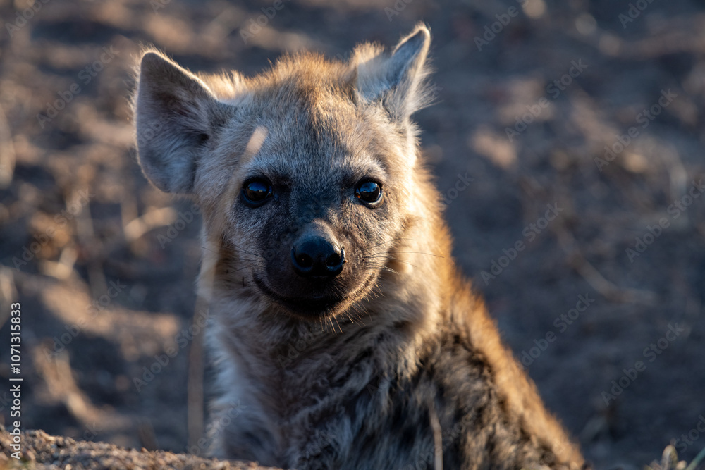 The spotted hyena is a highly successful animal, being the most common large carnivore in Africa. Its success is due in part to its adaptability and opportunism; it is primarily a hunter but may also The spotted hyena is a highly successful animal, being the most common large carnivore in Africa. Its success is due in part to its adaptability and opportunism; it is primarily a hunter but may also