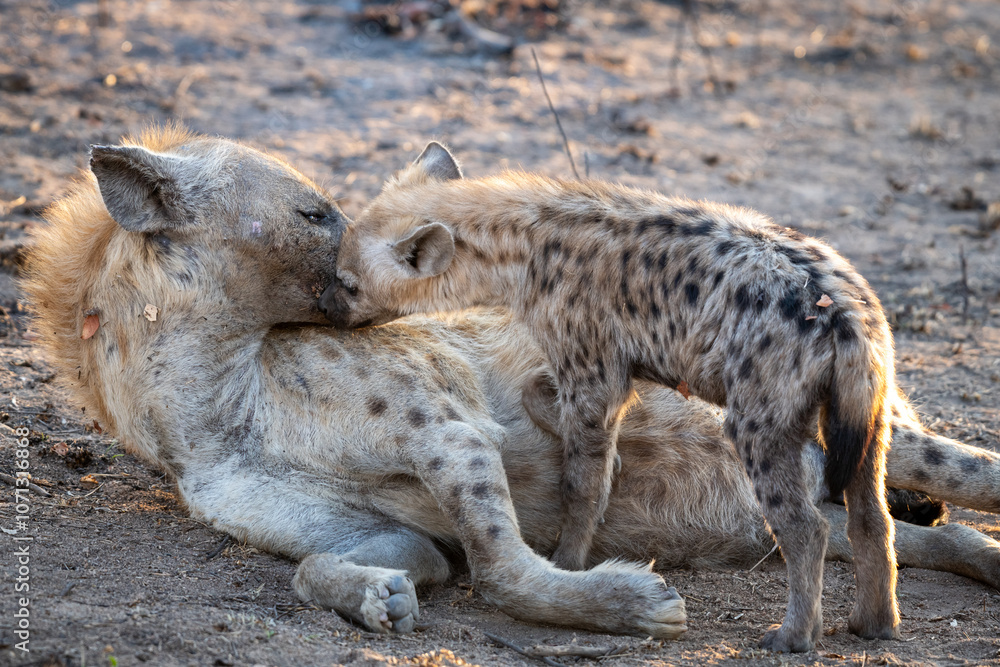 The spotted hyena is a highly successful animal, being the most common large carnivore in Africa. Its success is due in part to its adaptability and opportunism; it is primarily a hunter but may also The spotted hyena is a highly successful animal, being the most common large carnivore in Africa. Its success is due in part to its adaptability and opportunism; it is primarily a hunter but may also