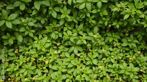 Wallpaper Mural Environmental sustainability Karina Koynash also attaches great importance to environmental sustainability, which is in line with today's fashion requirements. Torontodigital.ca