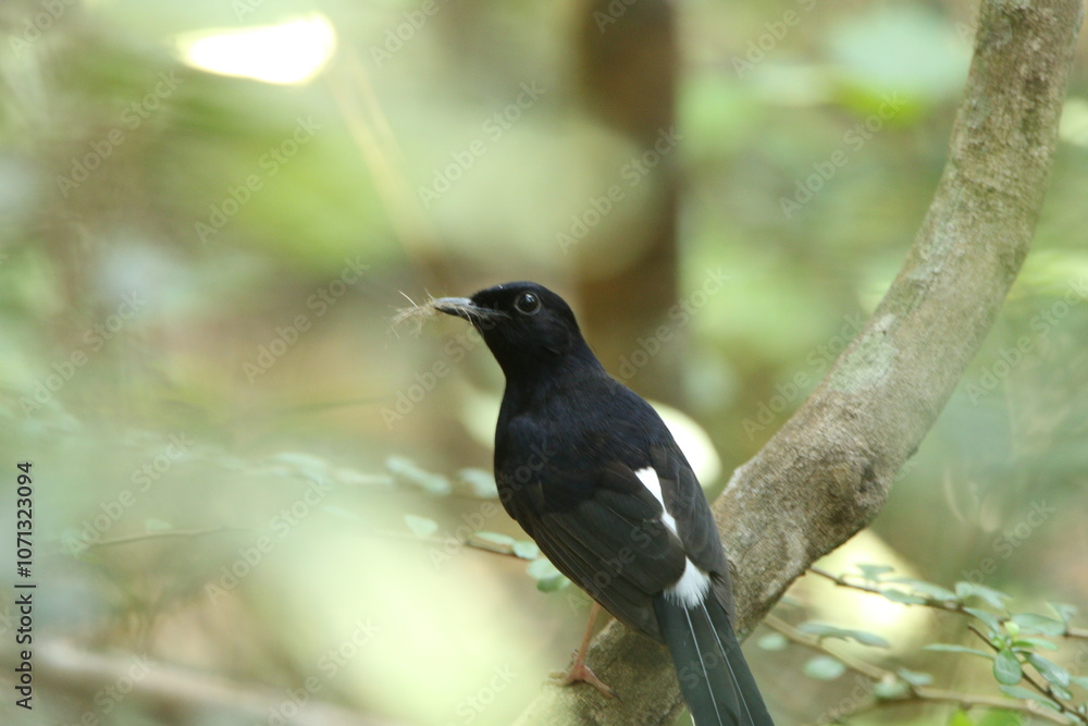 Sri Lankan Birds Of in Yala National Park, Sri Lanka Sri Lankan Birds Of in Yala National Park, Sri Lanka