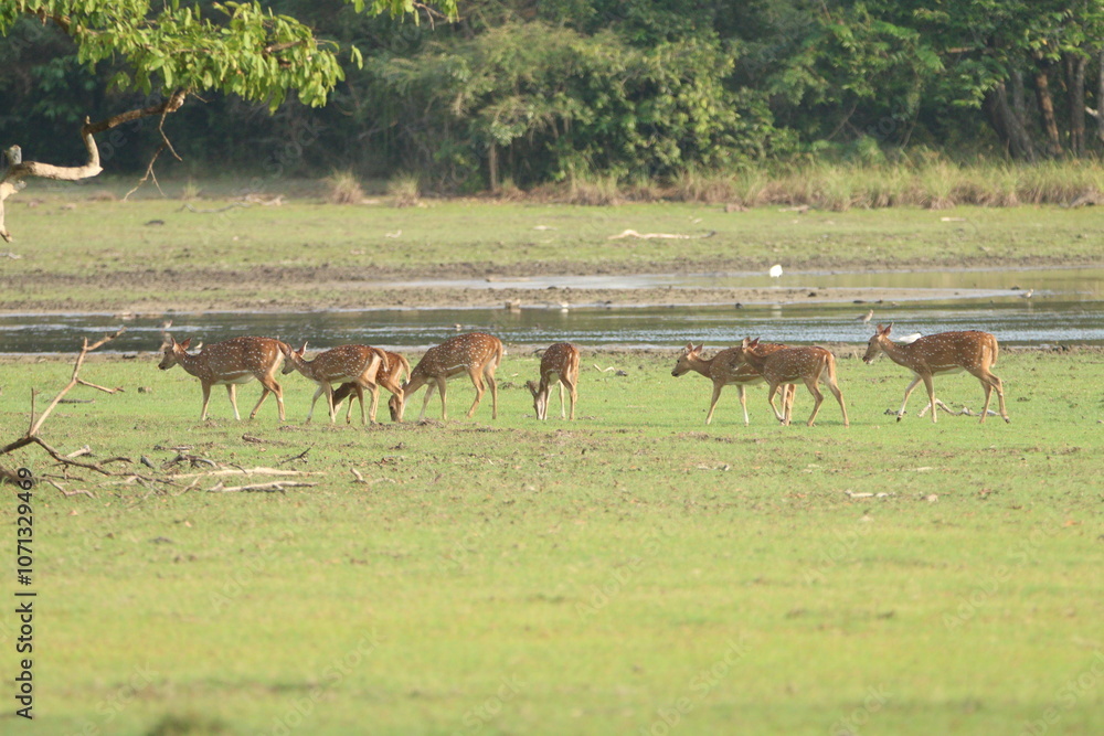 Spotted Dear in the Wild, Sri Lanka Spotted Dear in the Wild, Sri Lanka