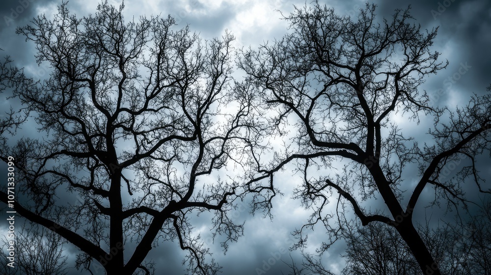 Dark Silhouettes of Leafless Trees Against Cloudy Sky Dark Silhouettes of Leafless Trees Against Cloudy Sky