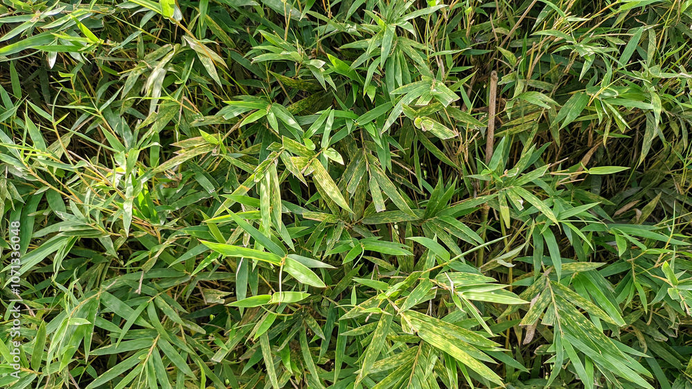 Selective focus of the Japanese bamboo plant or Pseudosasa japonica. Background and texture concept. Selective focus of the Japanese bamboo plant or Pseudosasa japonica. Background and texture concept.